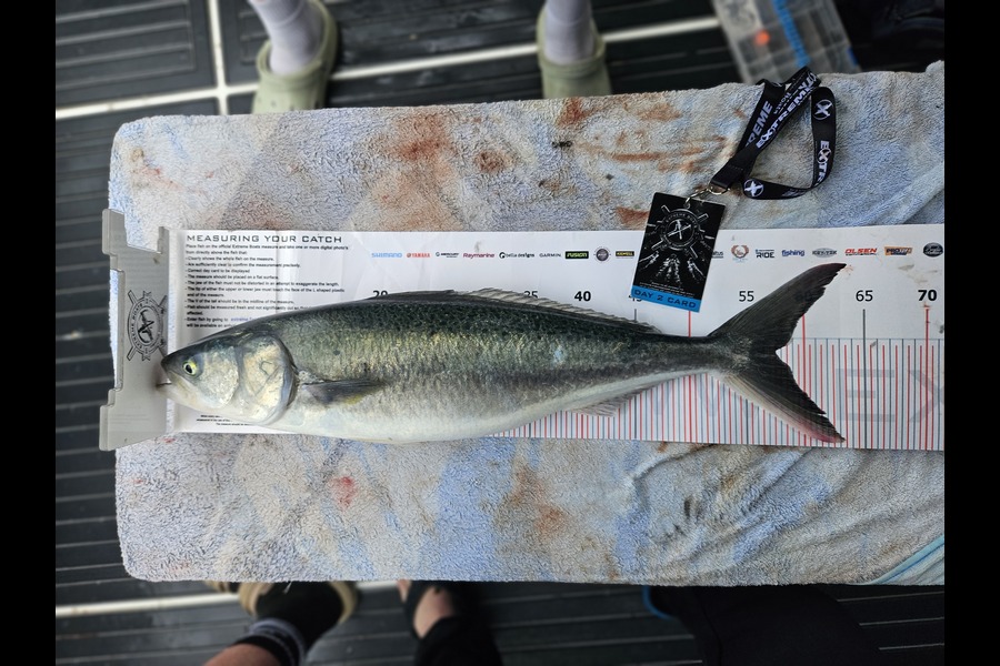 Aaron Lamont caught this 57.5cm Kahawai at Coromandel during The Export NZ Fishing Competition