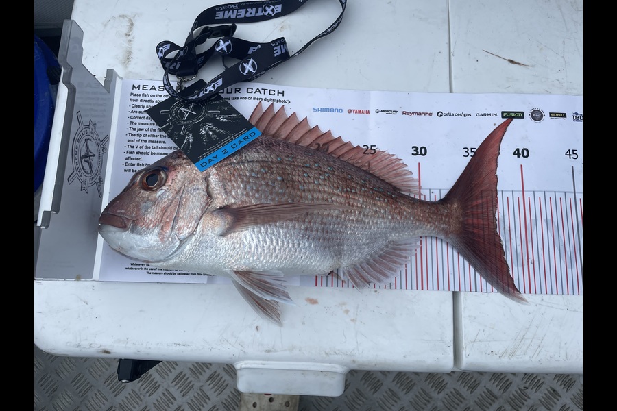 Craig Stockley caught this 37.0cm Snapper at Coromandel during The Export NZ Fishing Competition