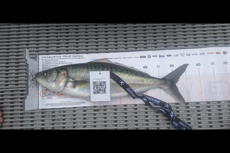 Steve Hindle caught this 51.0cm Kahawai at Coromandel during The Export NZ Fishing Competition