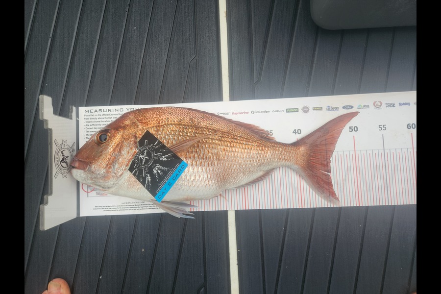 Ian Miller caught this 45.5cm Snapper at Coromandel during The Export NZ Fishing Competition