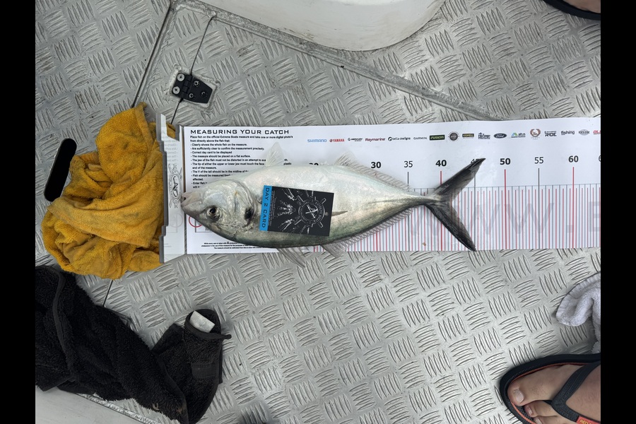Jason Donaldson caught this 41.5cm Trevally at Coromandel during The Export NZ Fishing Competition