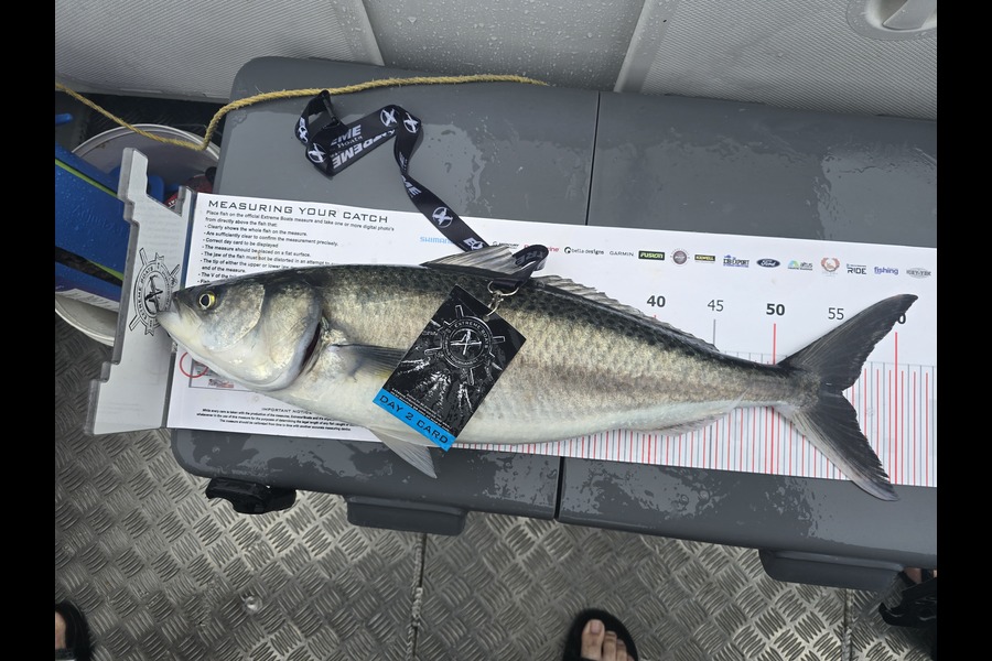 Jared Mills caught this 56.0cm Kahawai at Coromandel during The Export NZ Fishing Competition
