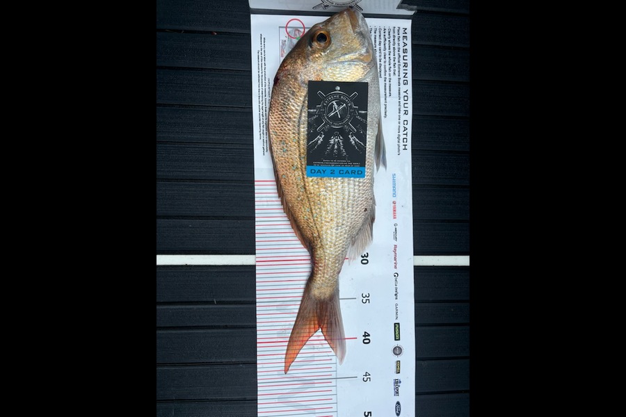 Grant Allen caught this 33cm Snapper at Coromandel during The Export NZ Fishing Competition