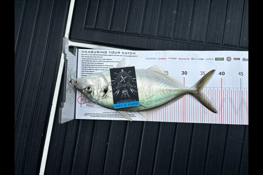 Grant Allen caught this 34.5cm Trevally at Coromandel during The Export NZ Fishing Competition