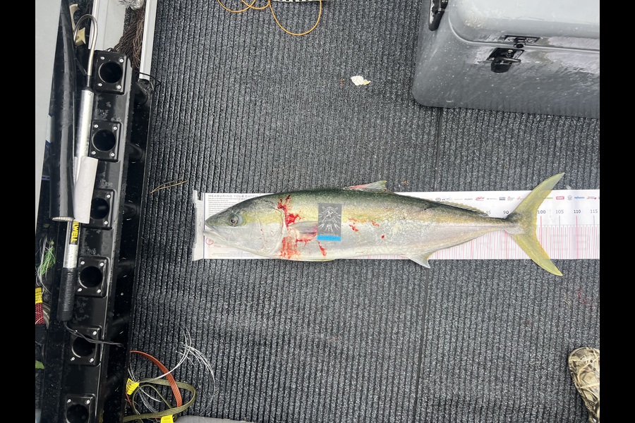 Aaron  Craig caught this 98.5cm Kingfish at Coromandel during The Export NZ Fishing Competition