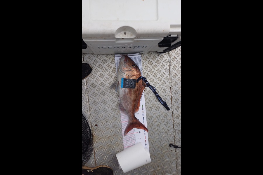 Trevor Kibby caught this 56.0cm Snapper at Coromandel during The Export NZ Fishing Competition