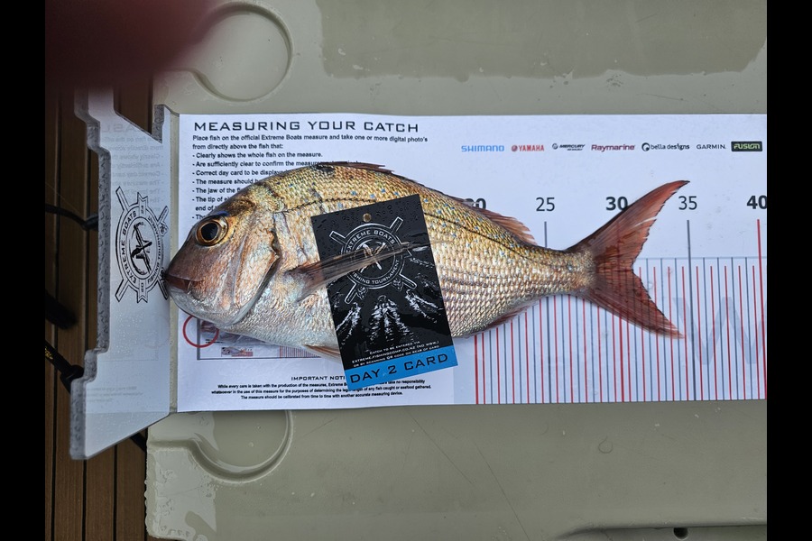 Greg Roberts caught this 31.0cm Snapper at Coromandel during The Export NZ Fishing Competition