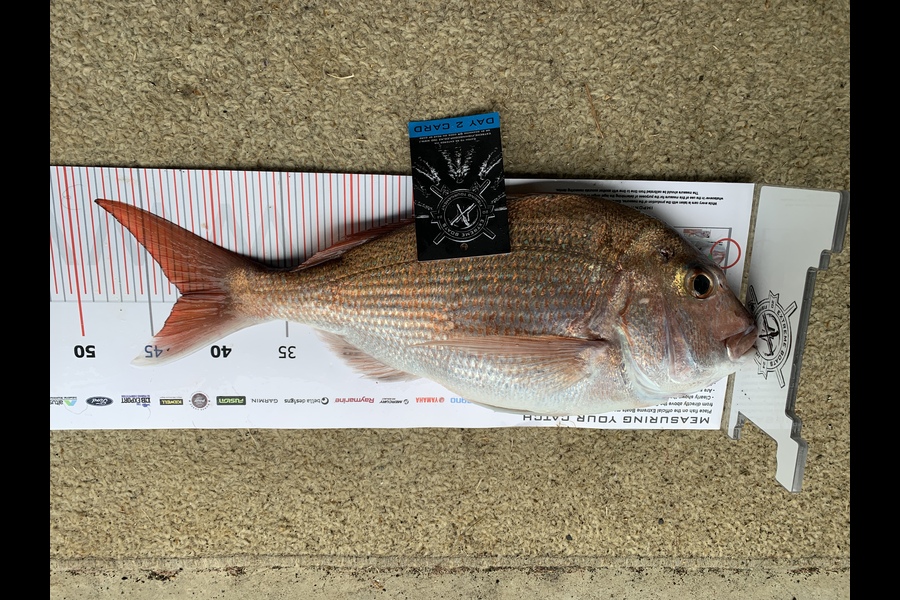 Grant Dixon caught this 42.5cm Snapper at Coromandel during The Export NZ Fishing Competition