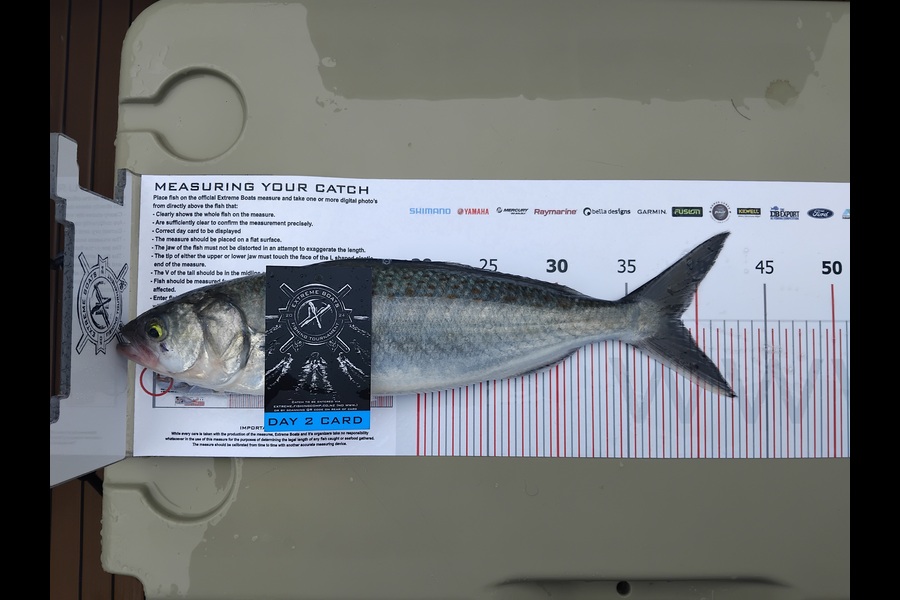 Nick Fouhy caught this 38.5cm Kahawai at Coromandel during The Export NZ Fishing Competition