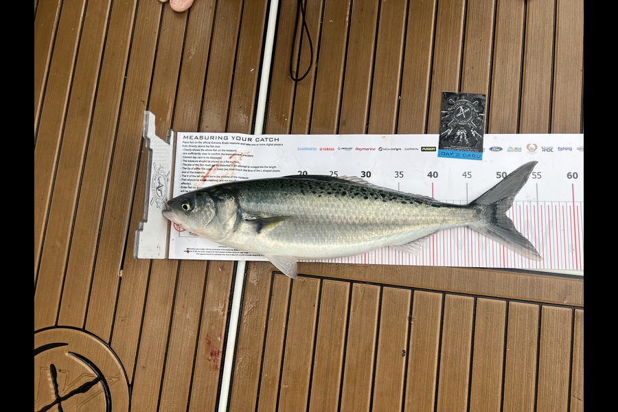 Tom Clancy caught this 50.0cm Kahawai at Coromandel during The Export NZ Fishing Competition