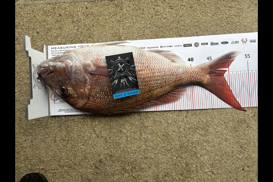 Paul Davies caught this 48.5cm Snapper at Coromandel during The Export NZ Fishing Competition
