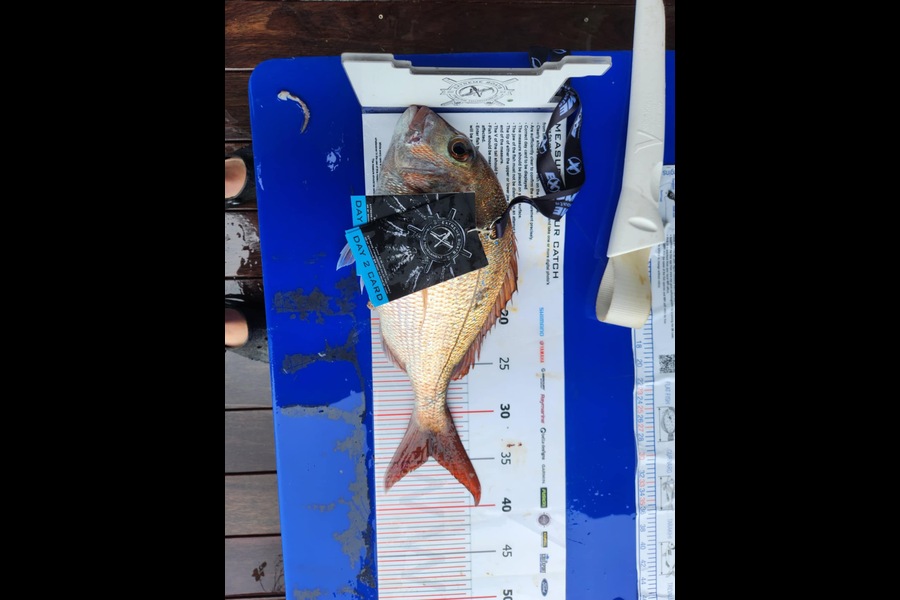 Stanley Kansley caught this 34.5cm Snapper at Coromandel during The Export NZ Fishing Competition