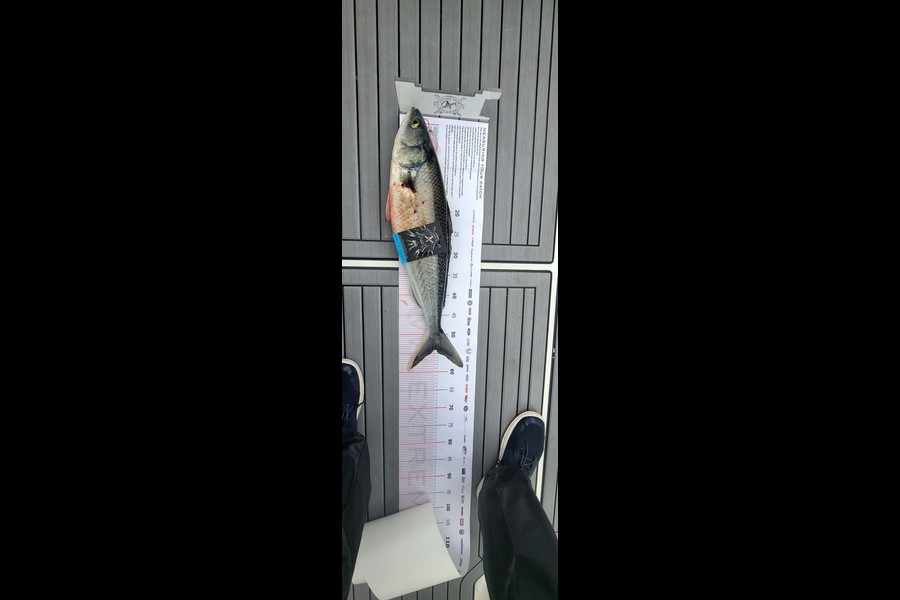 Steven Hassall caught this 54.0cm Kahawai at Coromandel during The Export NZ Fishing Competition
