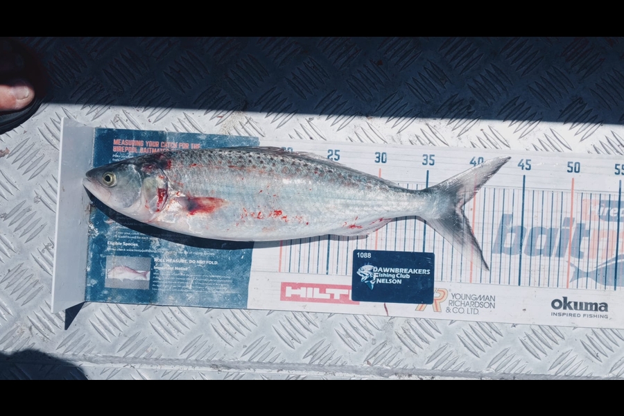 Andy Brannen caught this 38.5cm Kahawai at Nelson/Marlborough during The Export NZ Fishing Competition
