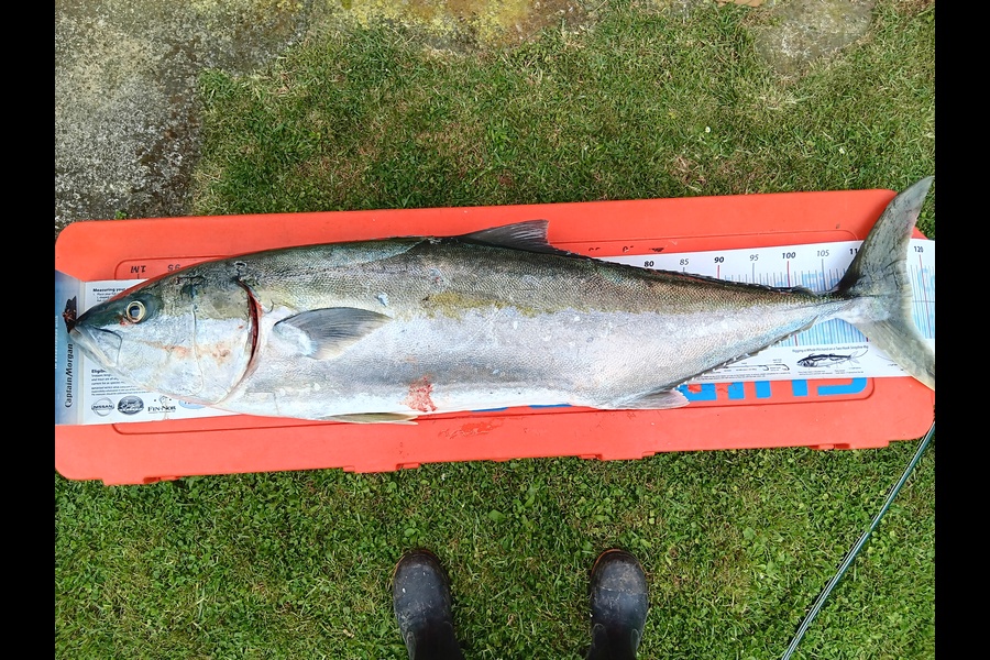 Ivo Jurisich caught this 117.0cm Kingfish at West Coast during The Export NZ Fishing Competition