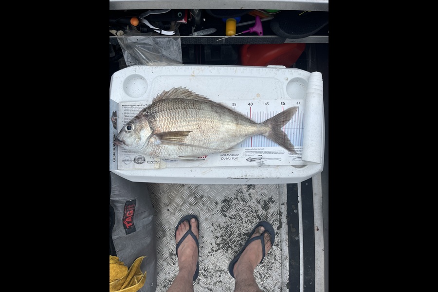 Richard Davies caught this 49.0cm Tarakihi at Wellington during The Export NZ Fishing Competition