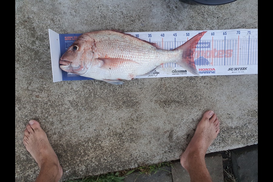 Tiare Peri caught this 51.5cm Snapper at Auckland during The Export NZ Fishing Competition