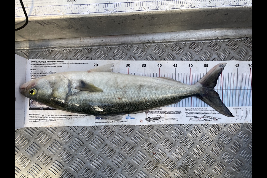 Cary Hoult caught this 57.0cm Kahawai at Northland during The Export NZ Fishing Competition