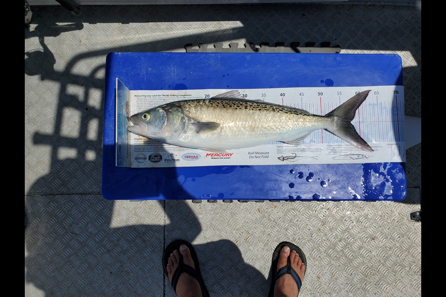 Darren Jones caught this 57.5cm Kahawai at Bay of Plenty during The Export NZ Fishing Competition