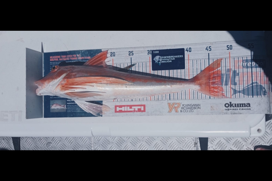 Andy Brannen caught this 47.5cm Gurnard at Nelson/Marlborough during The Export NZ Fishing Competition