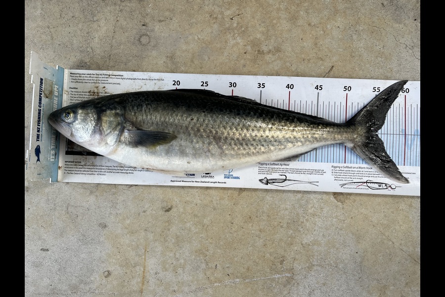 David Croucher caught this 55.0cm Kahawai at Northland during The Export NZ Fishing Competition