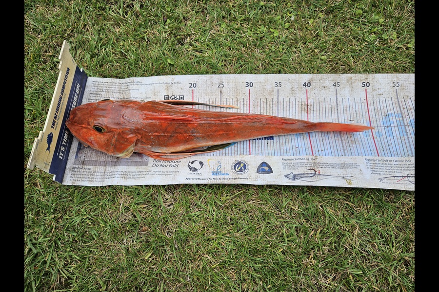 Trent O'Shea caught this 47cm Gurnard at Waikato during The Export NZ Fishing Competition