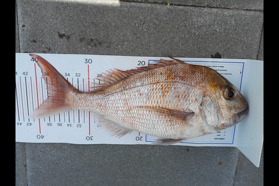 Shane  Reily  caught this 37.5cm Snapper at Coromandel during The Export NZ Fishing Competition