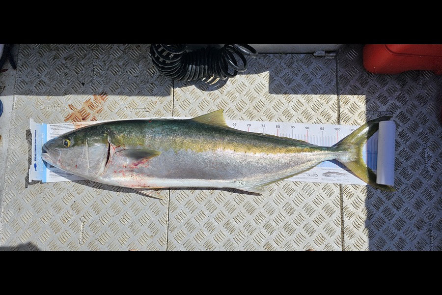 Mark Sorensen caught this 108.5cm Kingfish at Northland during The Export NZ Fishing Competition