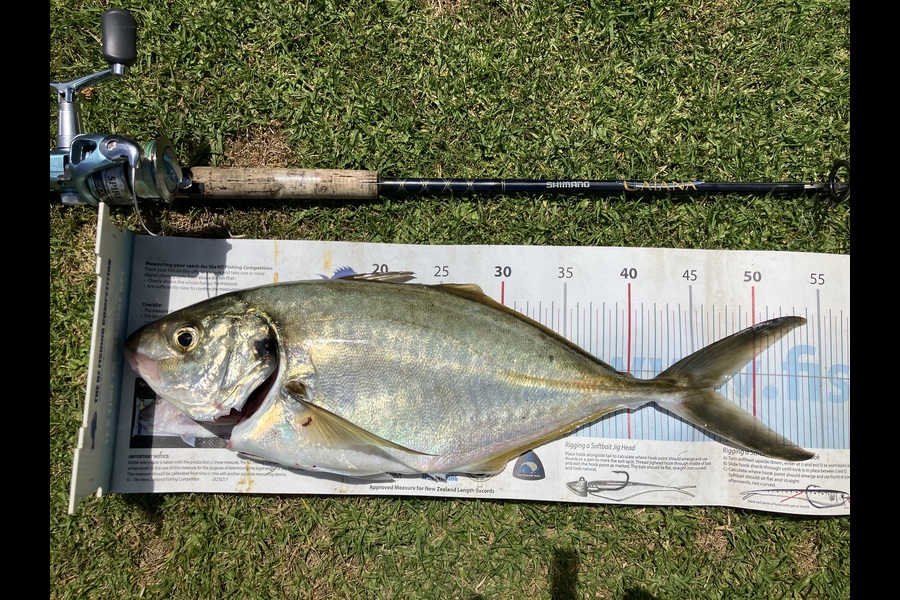 Doug Batchelor  caught this 40.0cm Trevally at Bay of Plenty during The Export NZ Fishing Competition