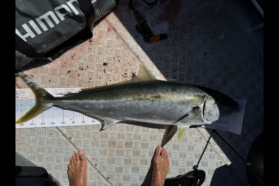 Clark  Hepworth caught this 113cm Kingfish at Northland during The Export NZ Fishing Competition