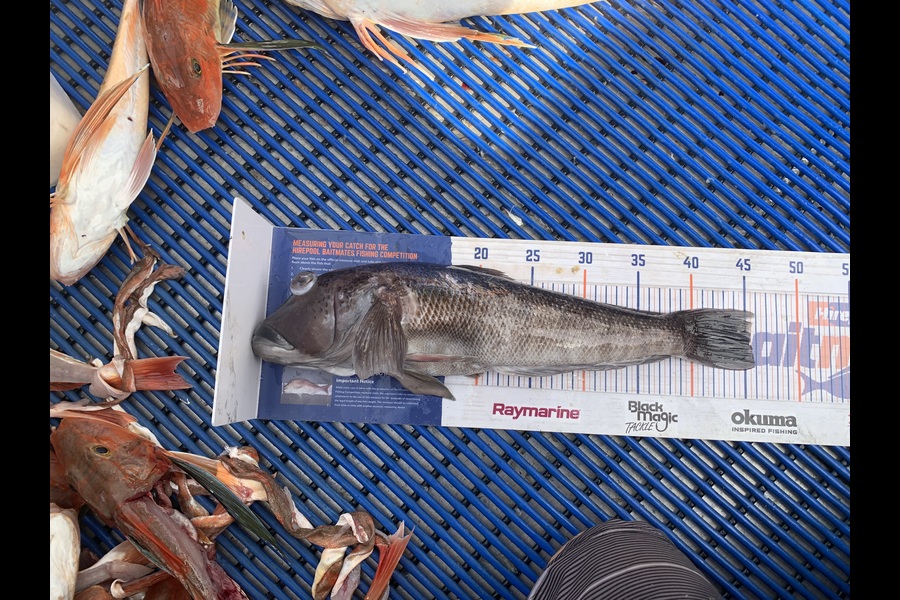Matt  King  caught this 45.5cm Blue Cod at Hawkes Bay during The Export NZ Fishing Competition