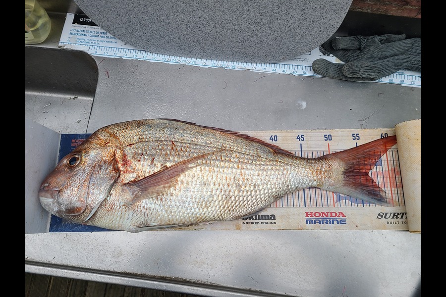 Jordan Boyd caught this 56.0cm Snapper at Wellington during The Export NZ Fishing Competition
