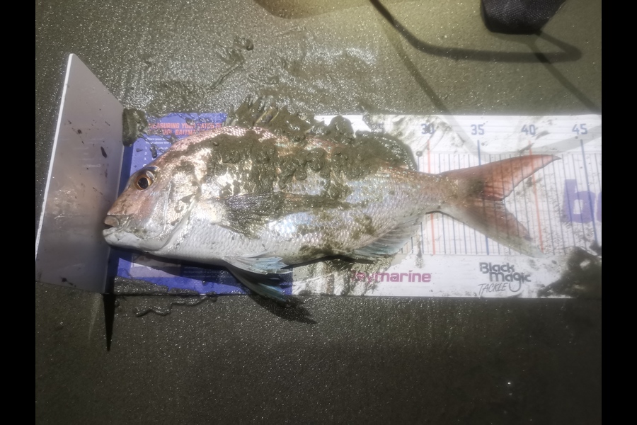 Ava Meiring caught this 36.5cm Snapper at Nelson/Marlborough during The Export NZ Fishing Competition