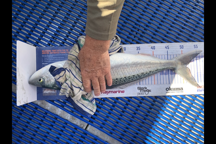 Matt  King  caught this 51.0cm Kahawai at Hawkes Bay during The Export NZ Fishing Competition