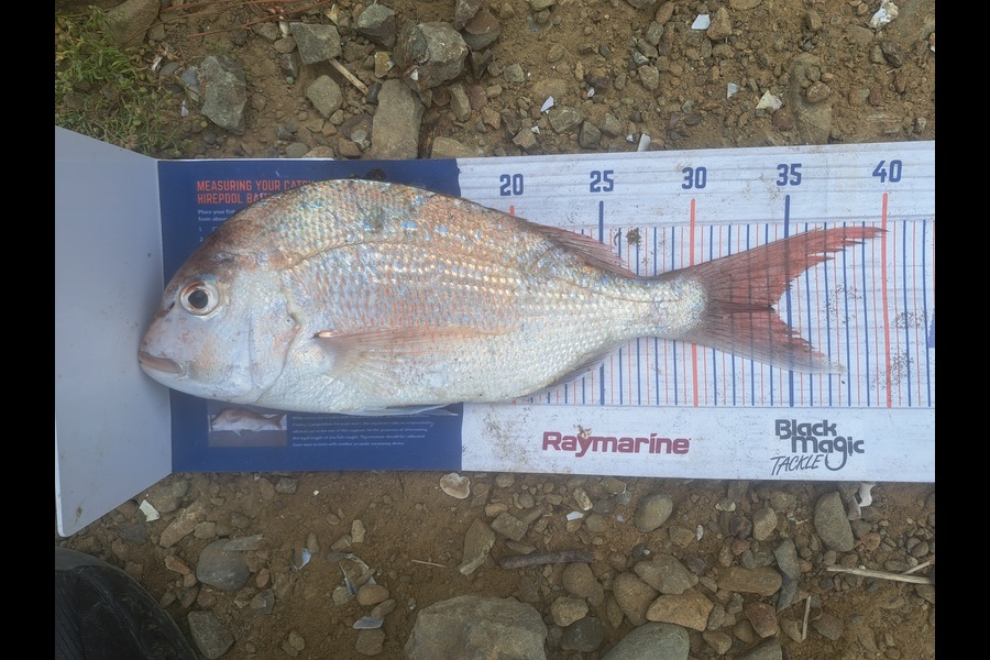 Harry Kovacs caught this 34.0cm Snapper at Wellington during The Export NZ Fishing Competition