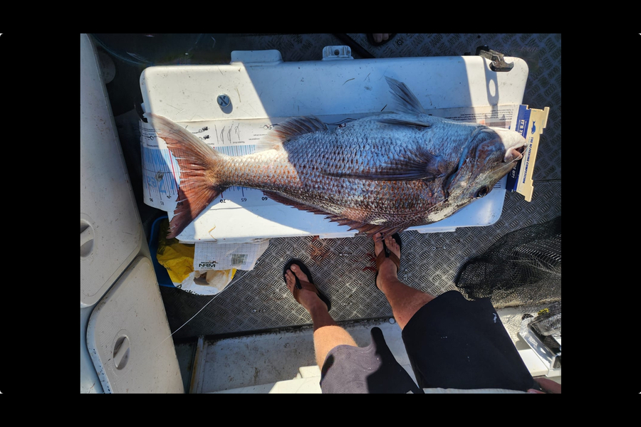 Neil Millar caught this 78cm Snapper at Northland during The Export NZ Fishing Competition