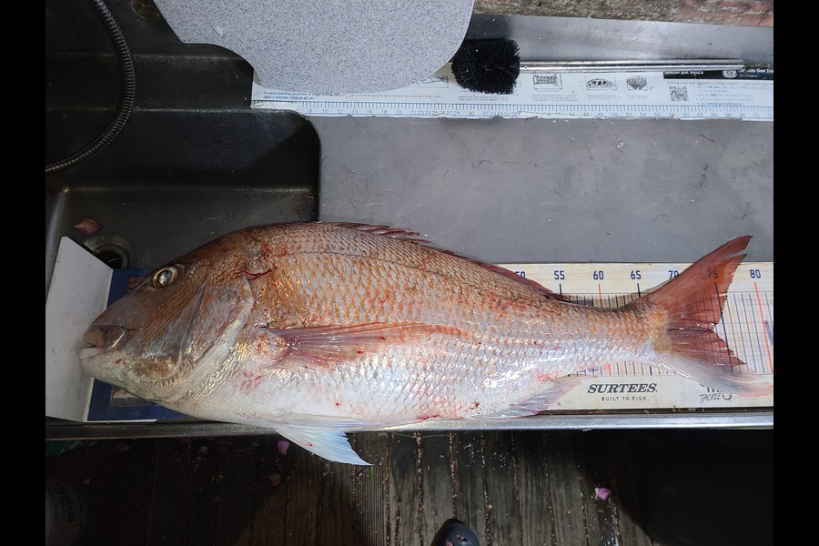 Jordan Boyd caught this 73.5cm Snapper at Wellington during The Export NZ Fishing Competition