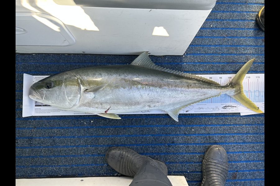 Gregory  Gill caught this 107cm Kingfish at Nelson/Marlborough during The Export NZ Fishing Competition