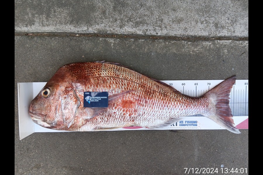 Razel Parsons caught this 78.0cm Snapper at Nelson/Marlborough during The Export NZ Fishing Competition