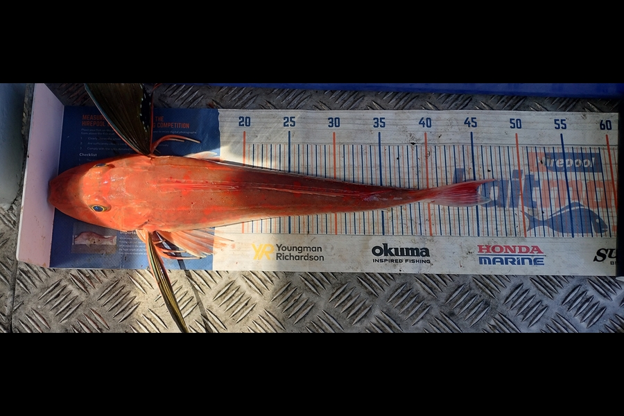 Tim  McKenzie caught this 45.0cm Gurnard at Hawkes Bay during The Export NZ Fishing Competition