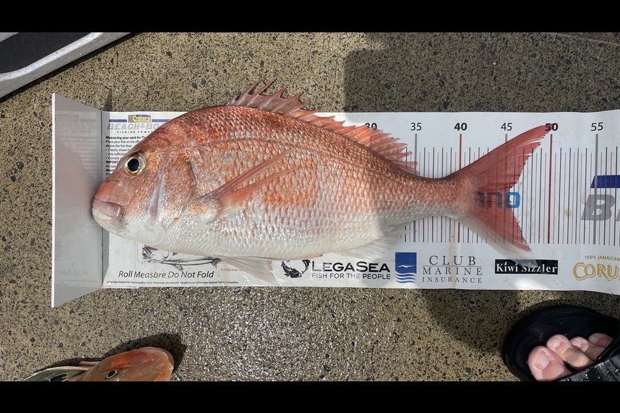 Brendan Lochead caught this 45.5cm Snapper at Auckland during The Export NZ Fishing Competition