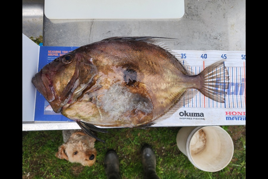 Holly Stuart caught this 46.0cm John Dory at Taranaki during The Export NZ Fishing Competition