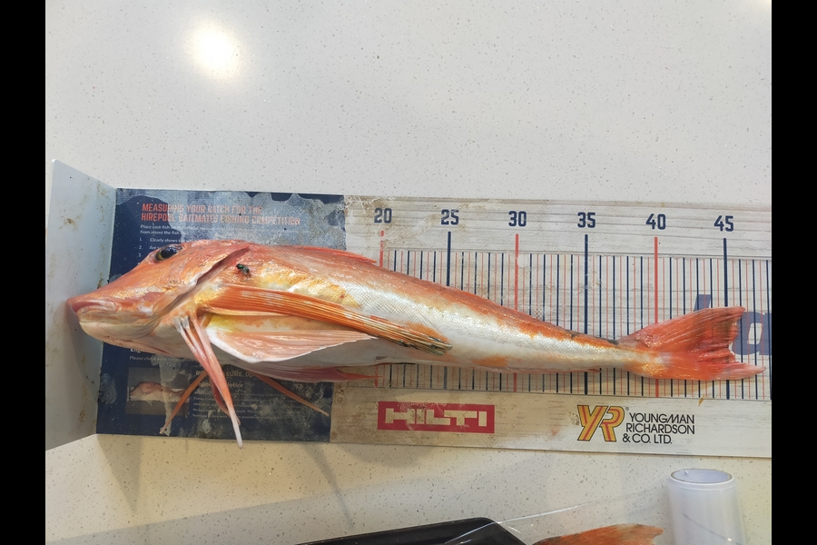 Laurence Knighton caught this 45.0cm Gurnard at Canterbury during The Export NZ Fishing Competition