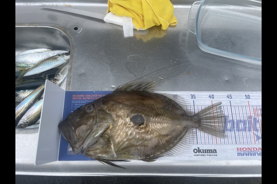 Jack Ogden caught this 43.0cm John Dory at Taranaki during The Export NZ Fishing Competition
