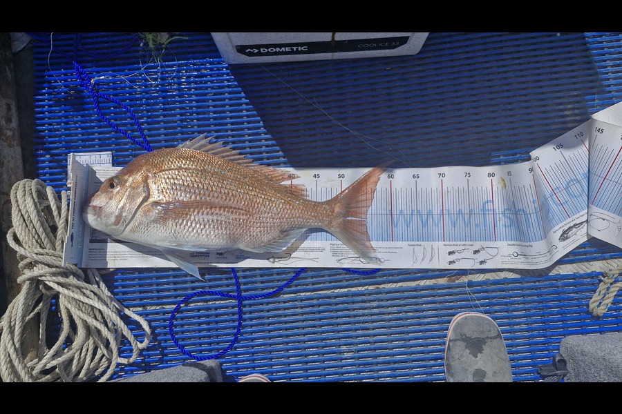 Pete Kara caught this 54.5cm Snapper at Nelson/Marlborough during The Export NZ Fishing Competition