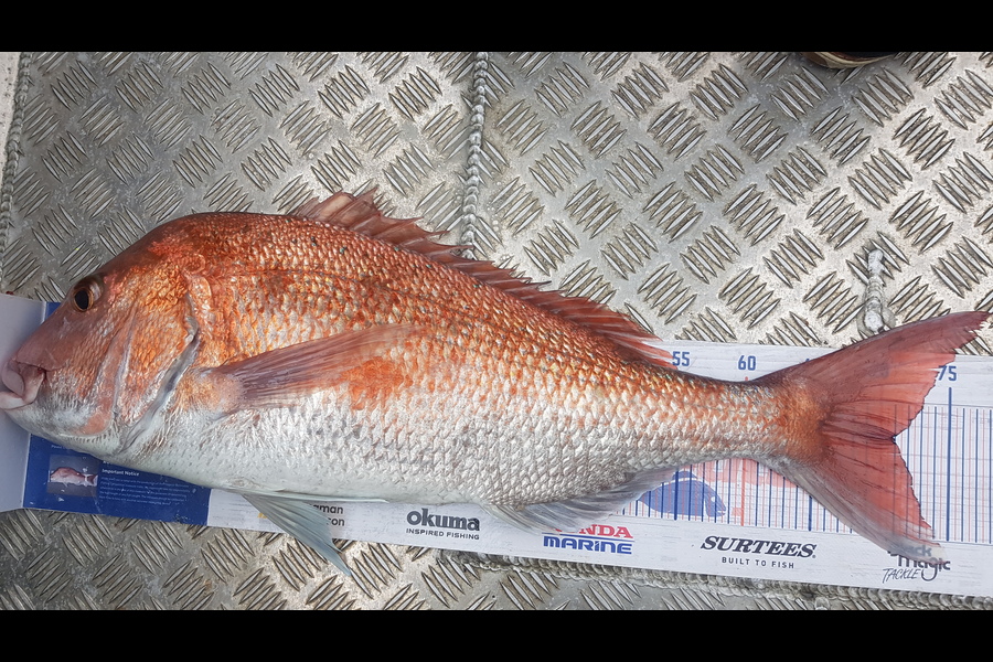 Glenn Lucas caught this 70.5cm Snapper at Auckland during The Export NZ Fishing Competition