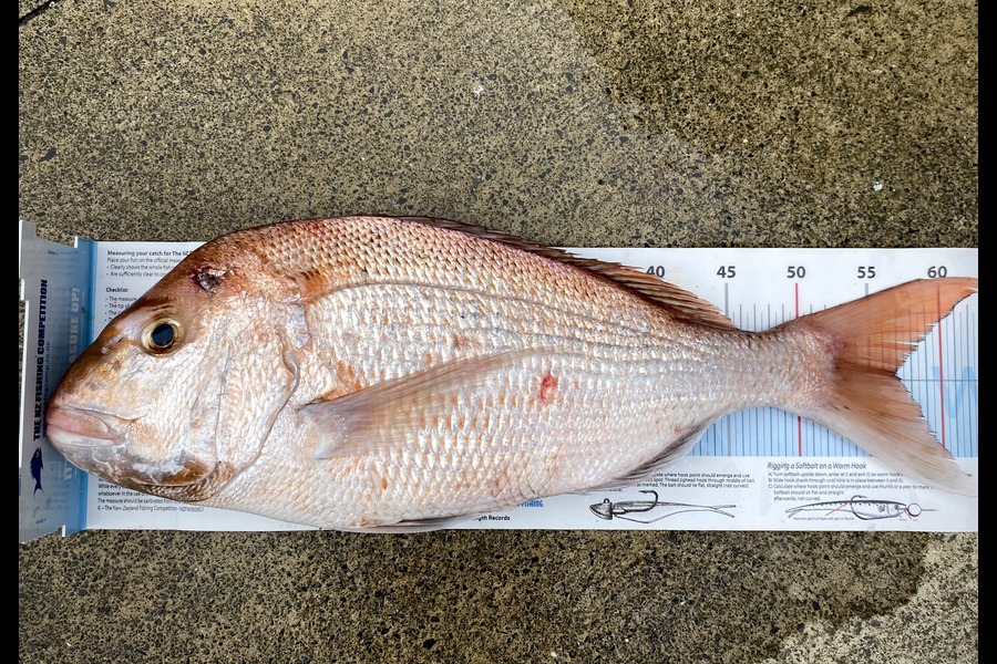 Benjamin  Crowle caught this 51.5cm Snapper at Auckland during The Export NZ Fishing Competition