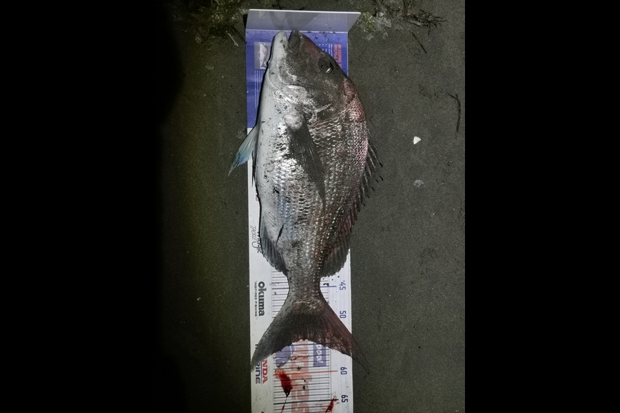 Ava Meiring caught this 54cm Snapper at Nelson/Marlborough during The Export NZ Fishing Competition