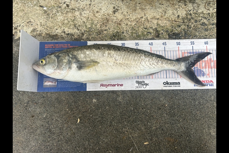 Jared Wilson caught this 54.0cm Kahawai at Wairarapa
 during The Export NZ Fishing Competition