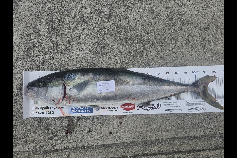 Ben Cullen caught this 96.0cm Kingfish at Auckland during The Export NZ Fishing Competition